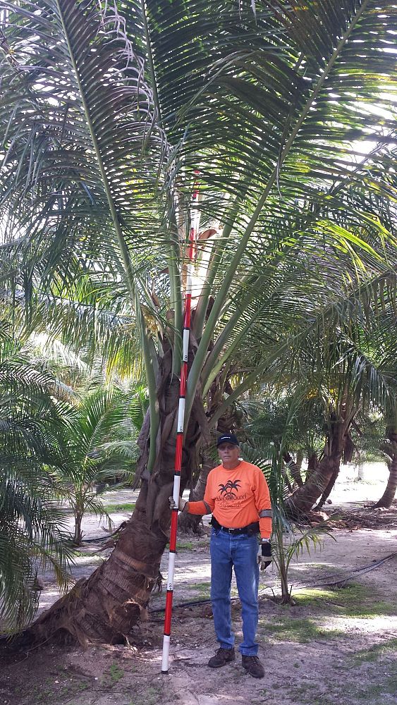 cocos-nucifera-coconut-palm