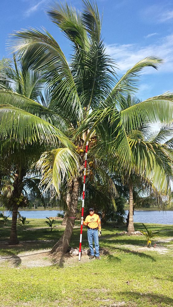 cocos-nucifera-coconut-palm