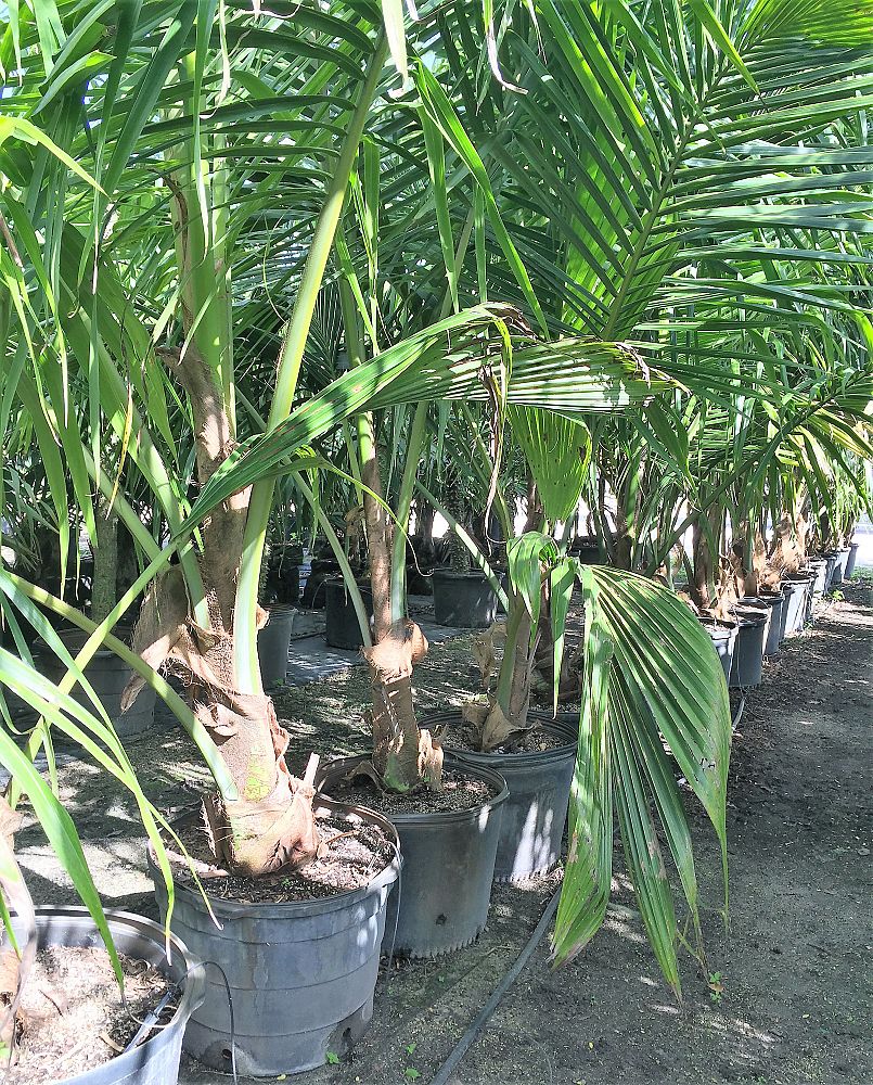 cocos-nucifera-coconut-palm