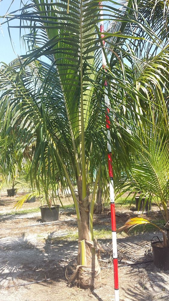cocos-nucifera-coconut-palm