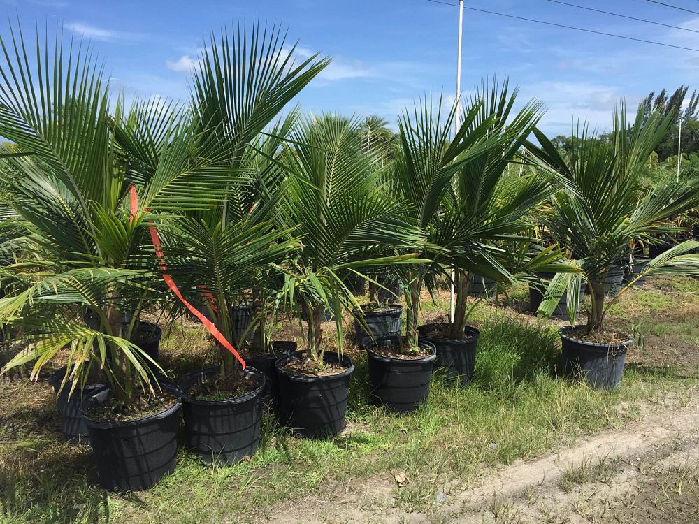 cocos-nucifera-coconut-palm