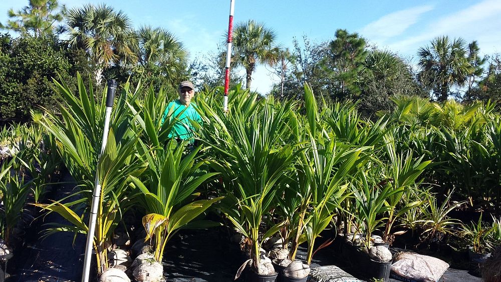 cocos-nucifera-coconut-palm