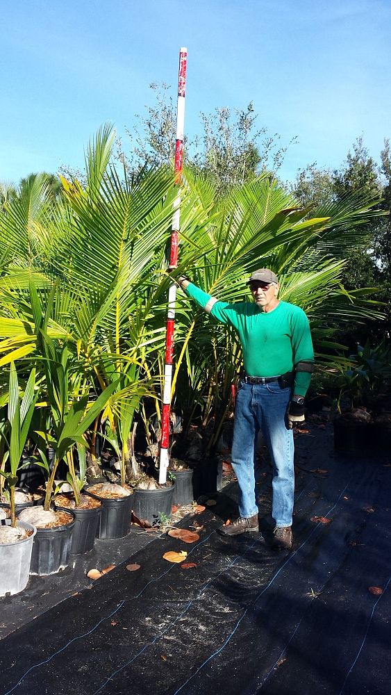 cocos-nucifera-coconut-palm