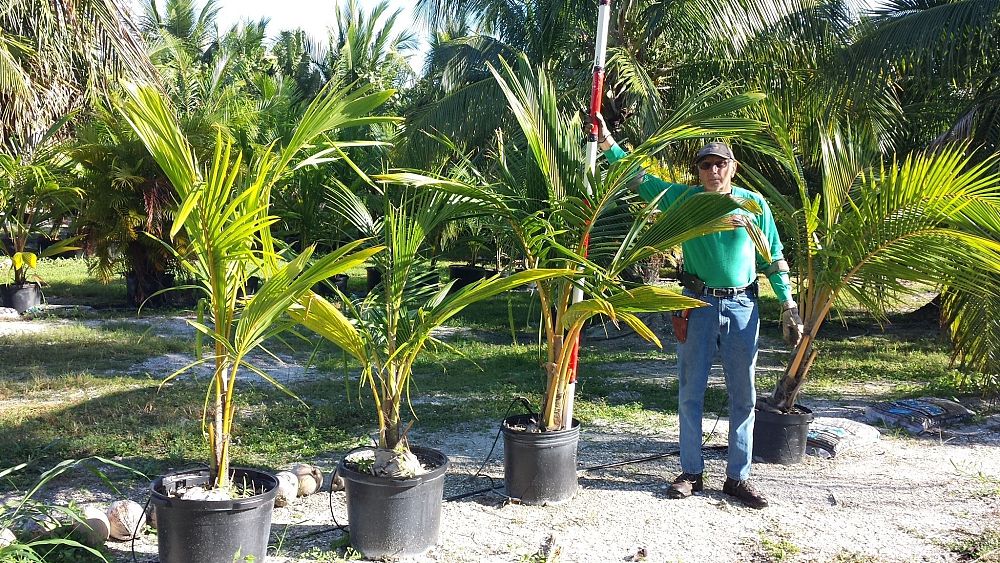 cocos-nucifera-coconut-palm
