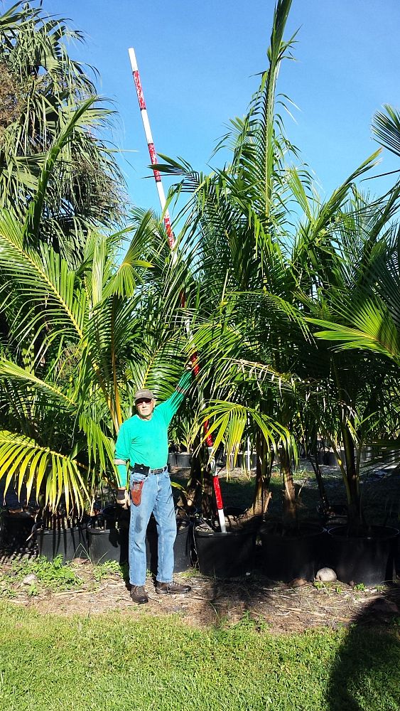 cocos-nucifera-coconut-palm