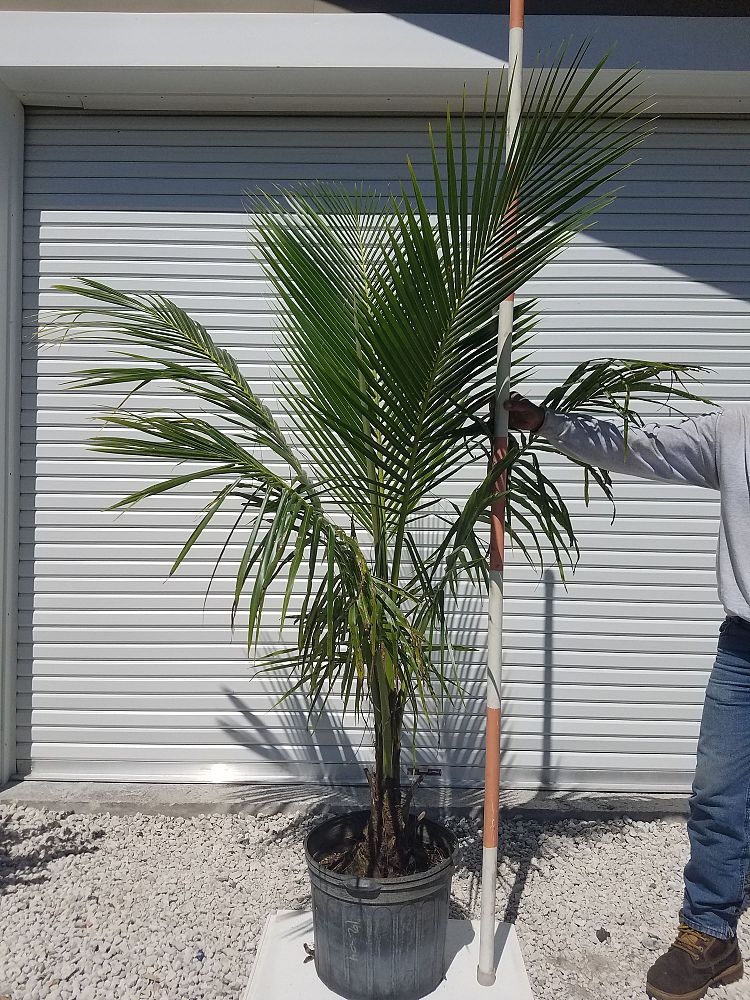 cocos-nucifera-coconut-palm