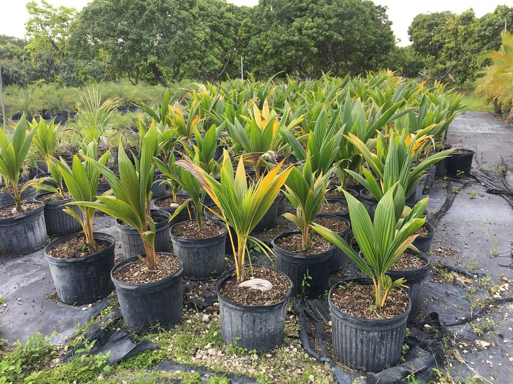 cocos-nucifera-coconut-palm