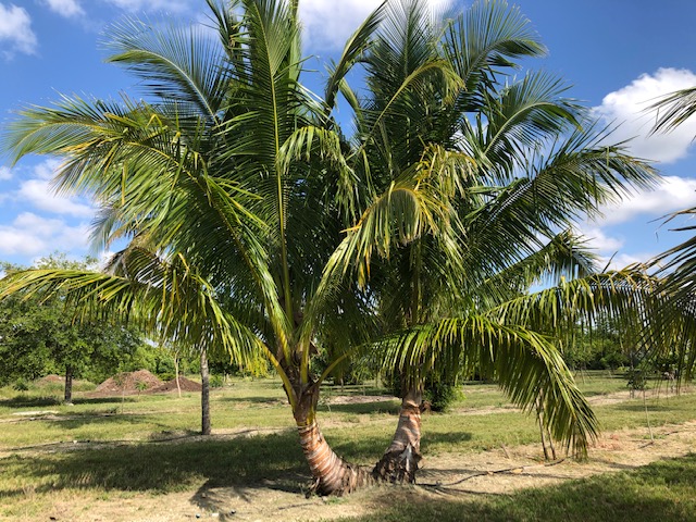 cocos-nucifera-coconut-palm