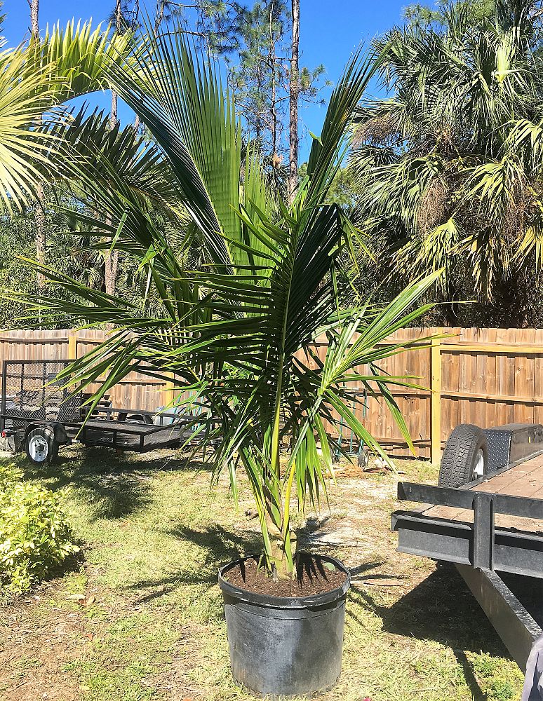 cocos-nucifera-coconut-palm