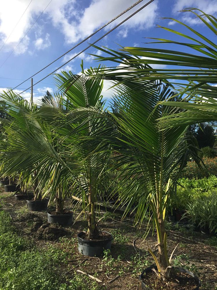 cocos-nucifera-coconut-palm