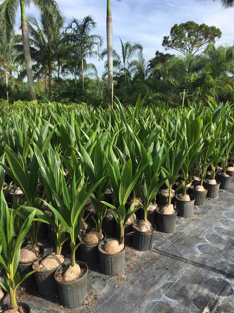 cocos-nucifera-coconut-palm