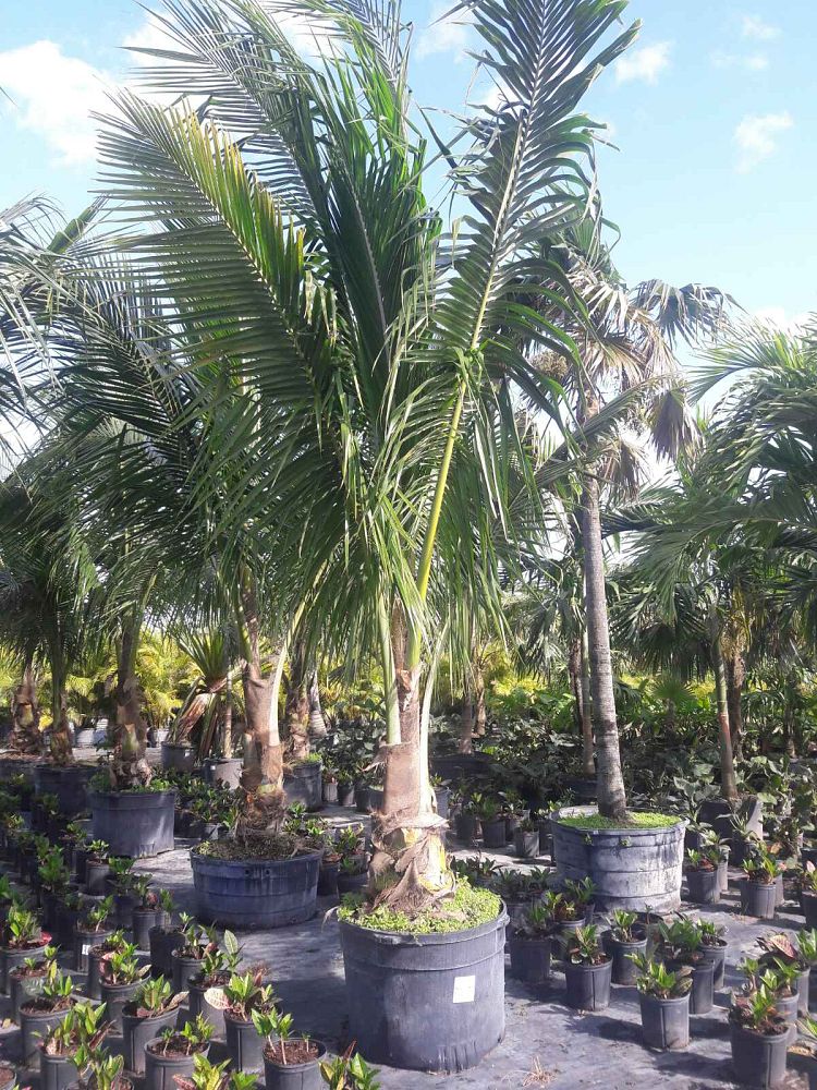 cocos-nucifera-coconut-palm