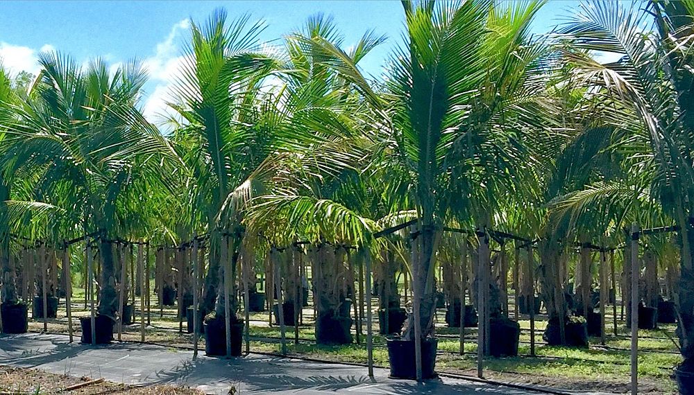 cocos-nucifera-coconut-palm