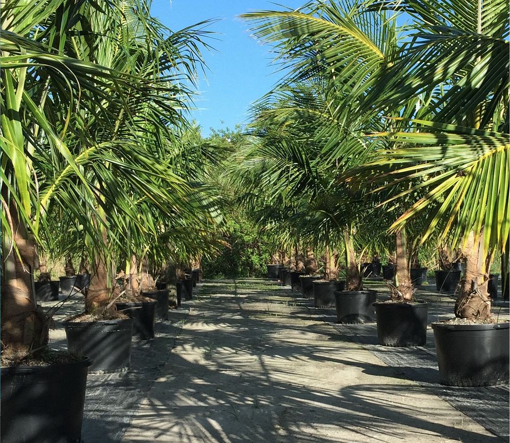 cocos-nucifera-coconut-palm
