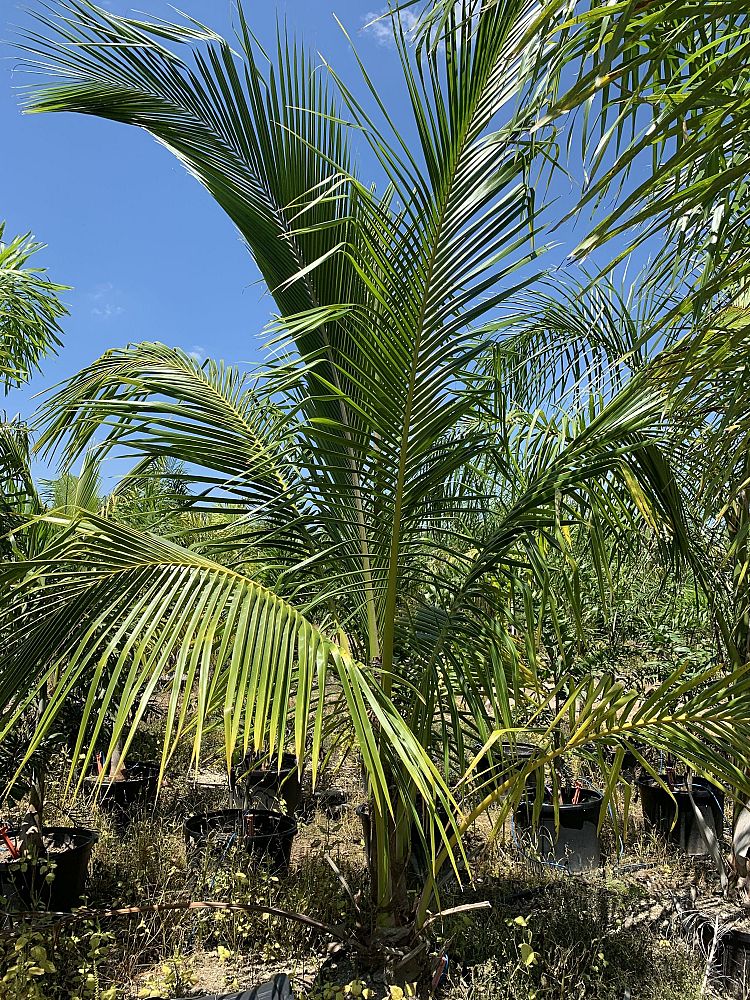 cocos-nucifera-coconut-palm