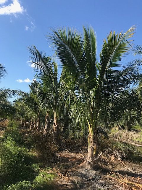 cocos-nucifera-coconut-palm