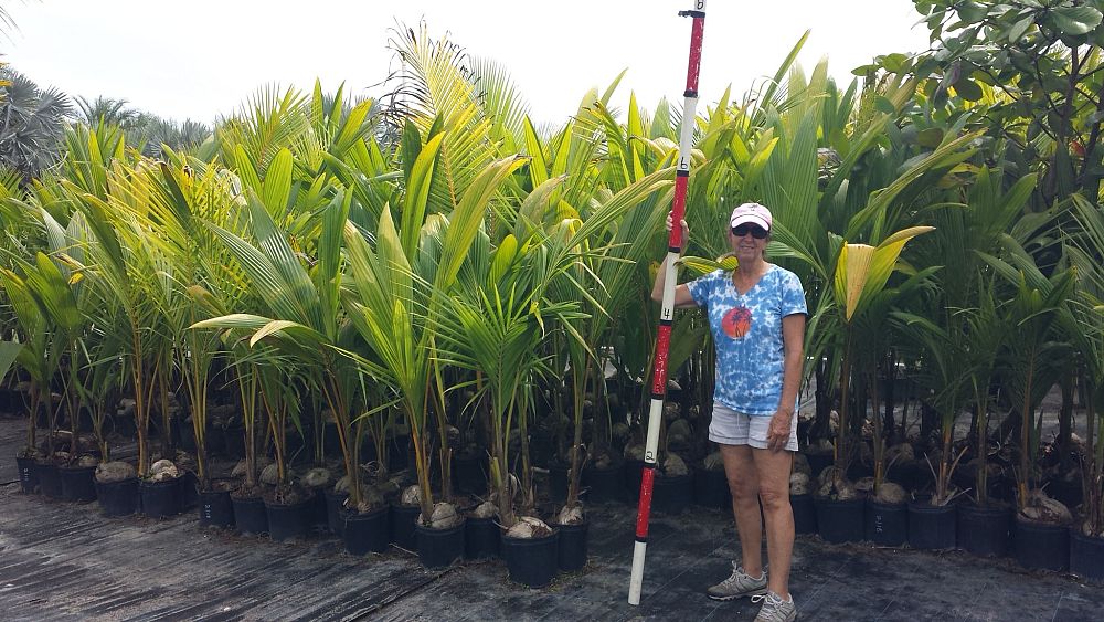 cocos-nucifera-coconut-palm