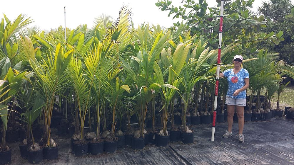 cocos-nucifera-coconut-palm