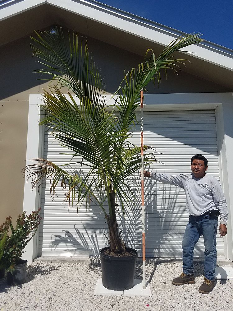 cocos-nucifera-coconut-palm
