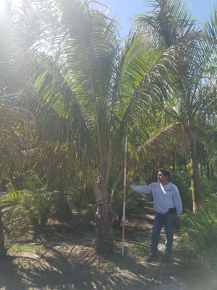 cocos-nucifera-coconut-palm