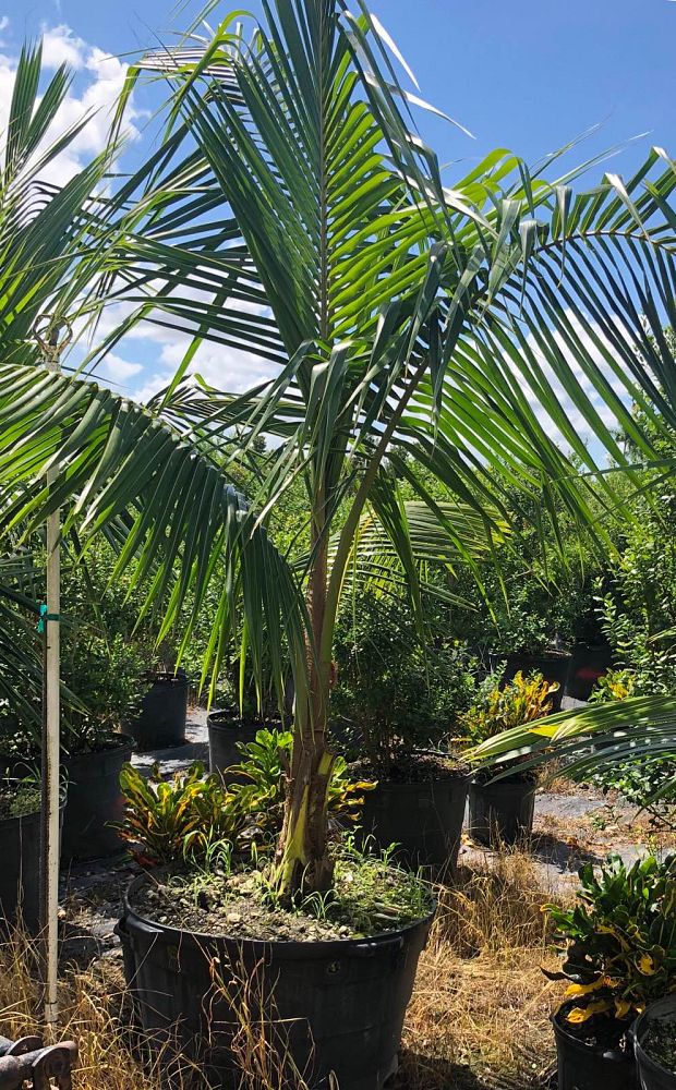 cocos-nucifera-coconut-palm