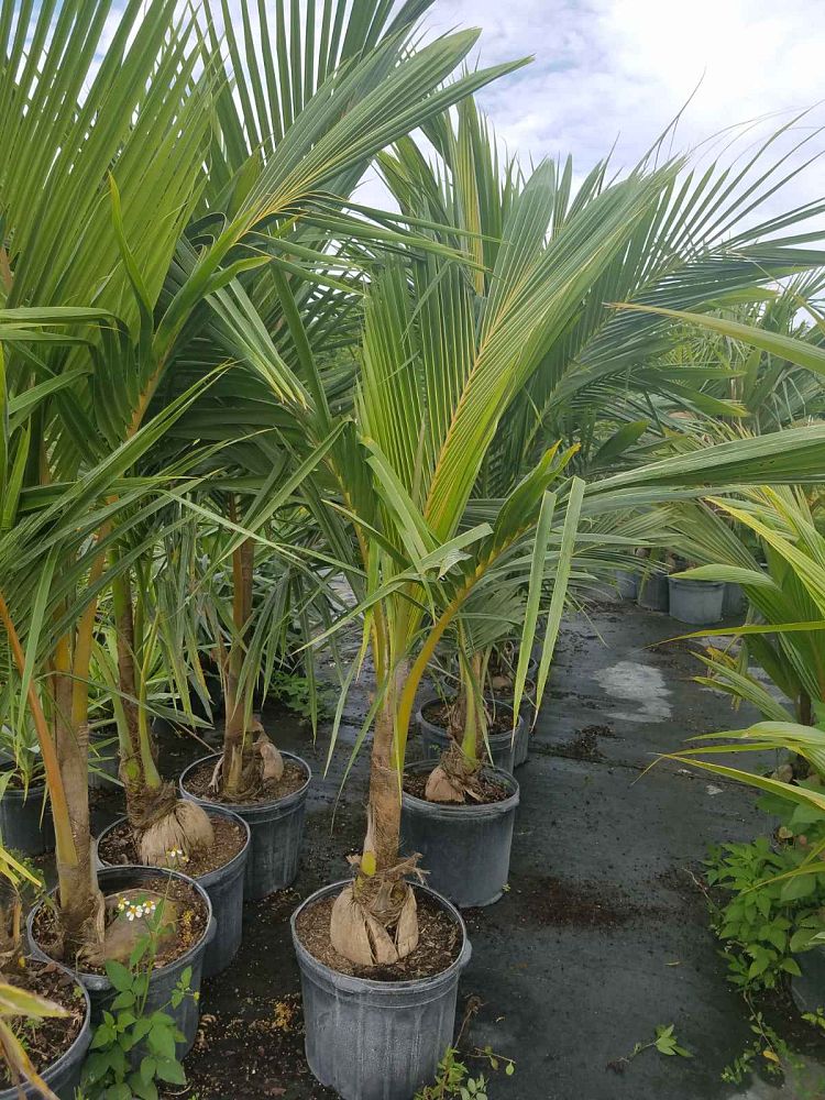 cocos-nucifera-coconut-palm