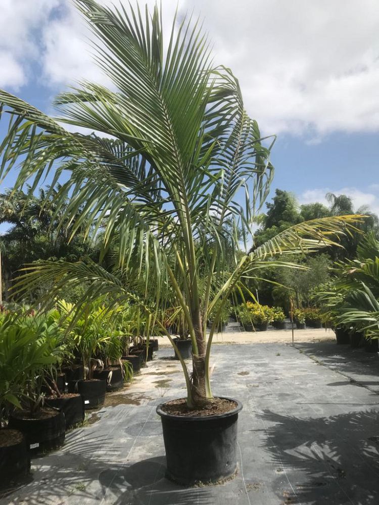 cocos-nucifera-coconut-palm