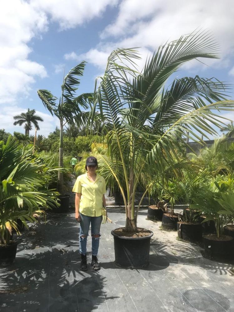 cocos-nucifera-coconut-palm