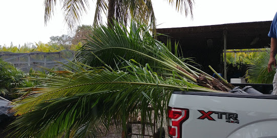 cocos-nucifera-coconut-palm