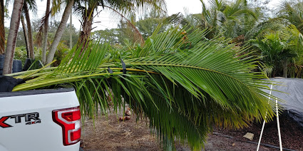 cocos-nucifera-coconut-palm