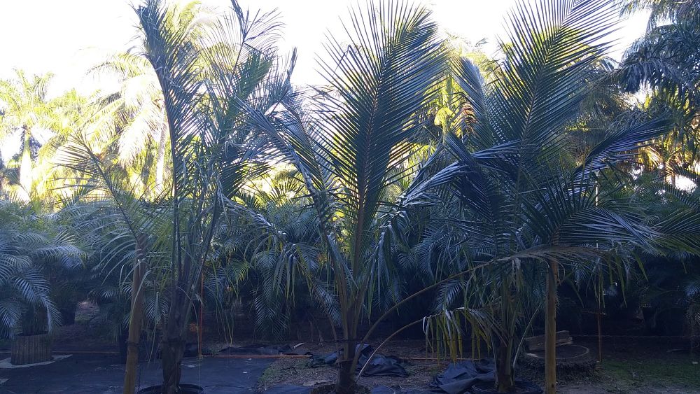 cocos-nucifera-coconut-palm