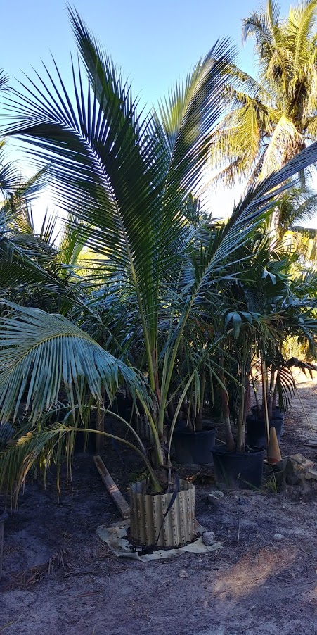 cocos-nucifera-coconut-palm
