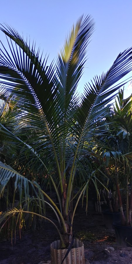 cocos-nucifera-coconut-palm