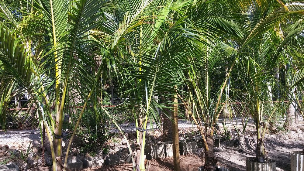 cocos-nucifera-coconut-palm