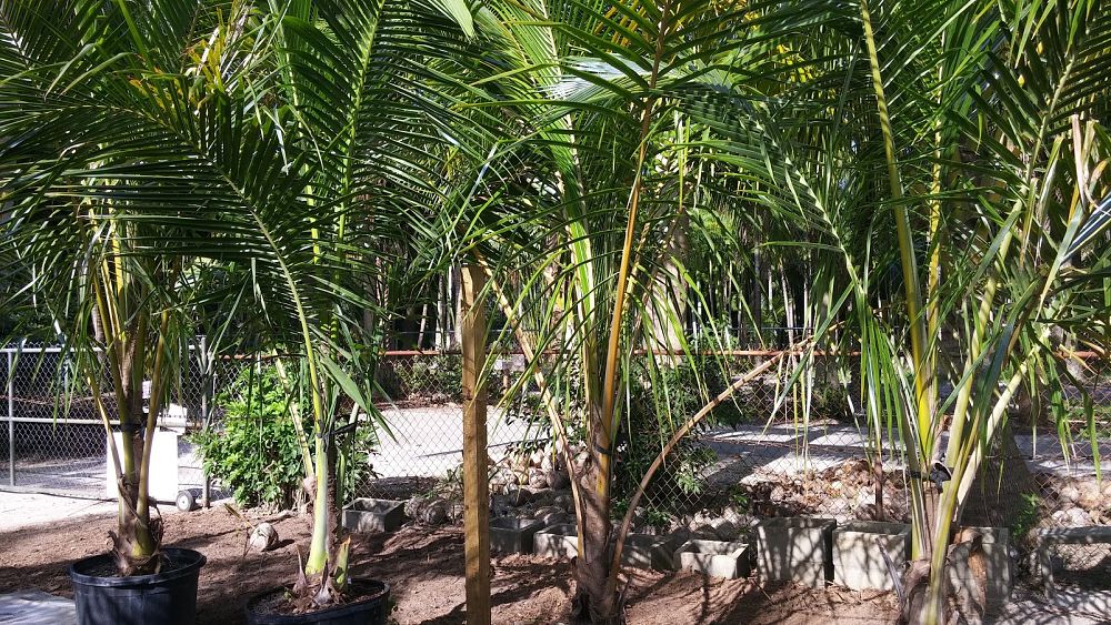 cocos-nucifera-coconut-palm