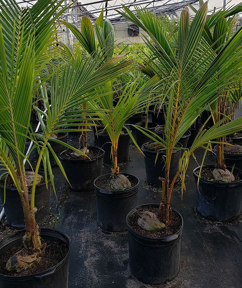 cocos-nucifera-coconut-palm