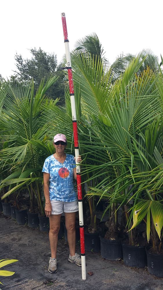 cocos-nucifera-coconut-palm
