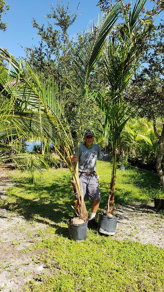 cocos-nucifera-coconut-palm