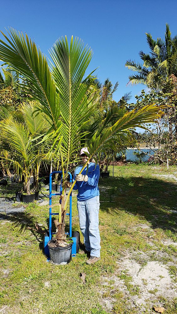 cocos-nucifera-coconut-palm