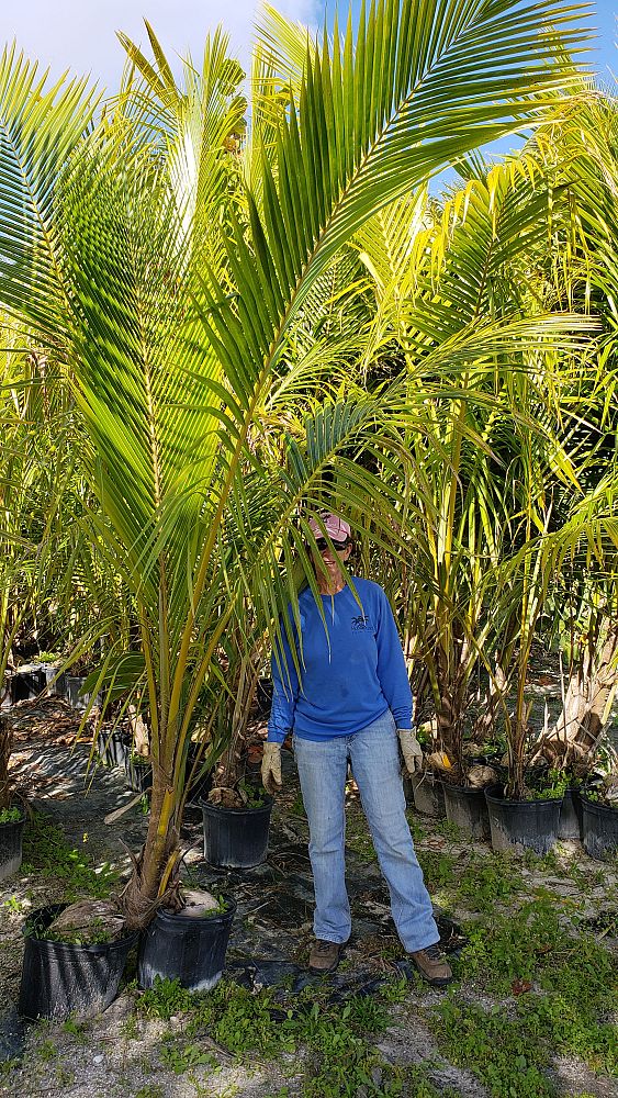 cocos-nucifera-coconut-palm