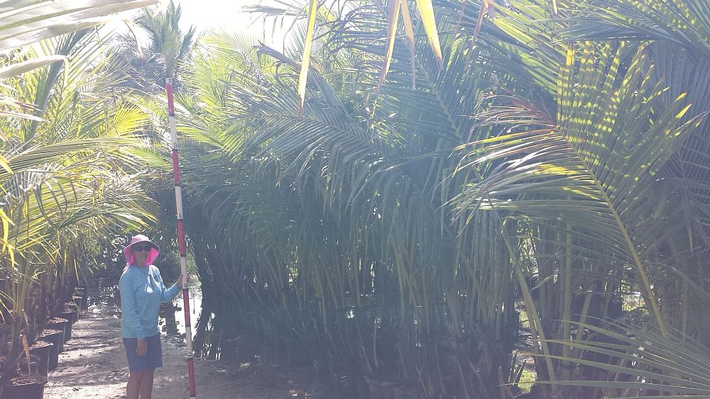 cocos-nucifera-coconut-palm