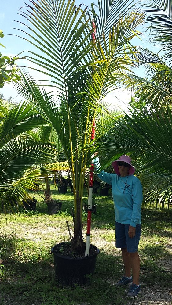 cocos-nucifera-coconut-palm