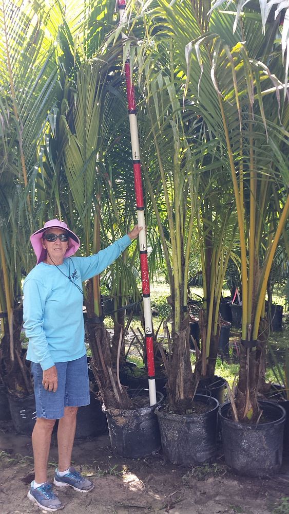 cocos-nucifera-coconut-palm