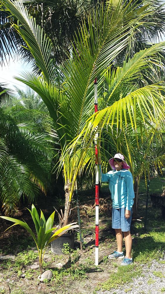 cocos-nucifera-coconut-palm