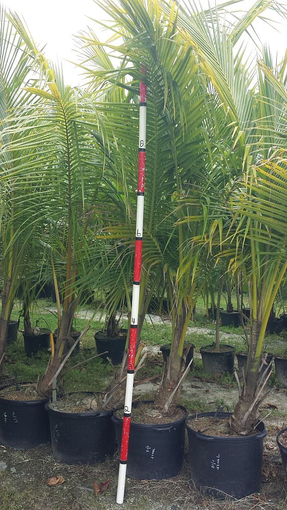 cocos-nucifera-coconut-palm