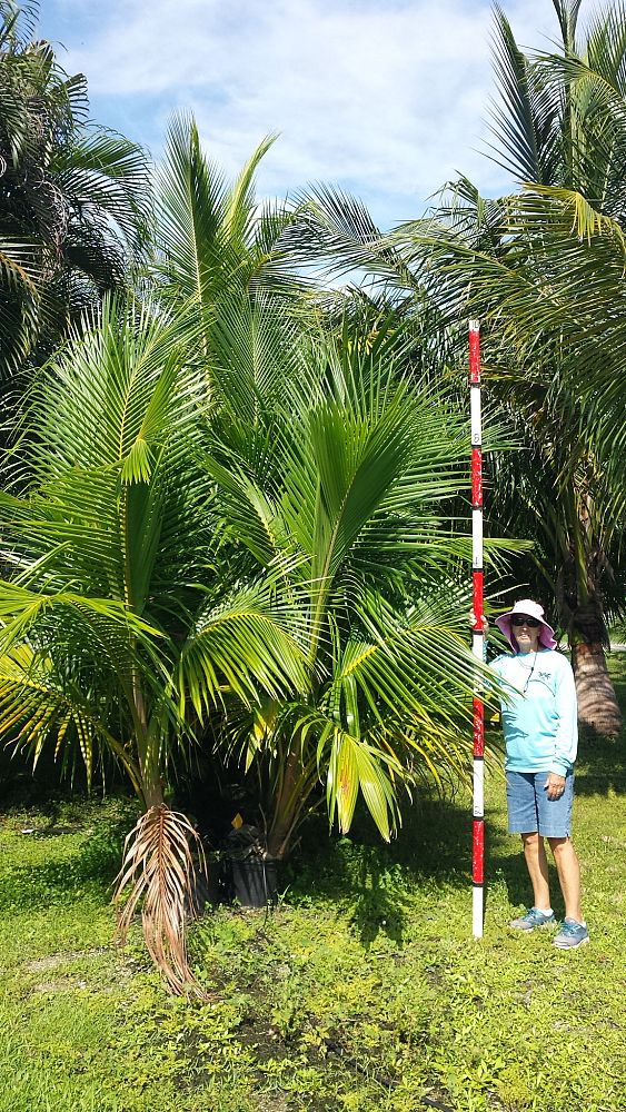 cocos-nucifera-coconut-palm