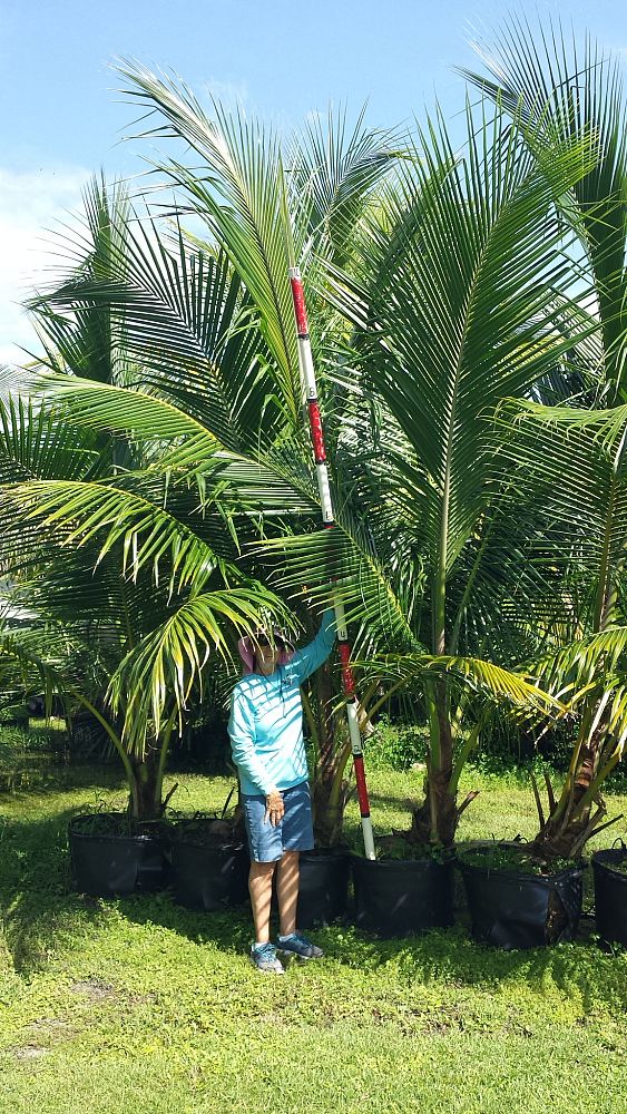 cocos-nucifera-coconut-palm