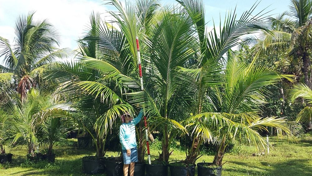 cocos-nucifera-coconut-palm