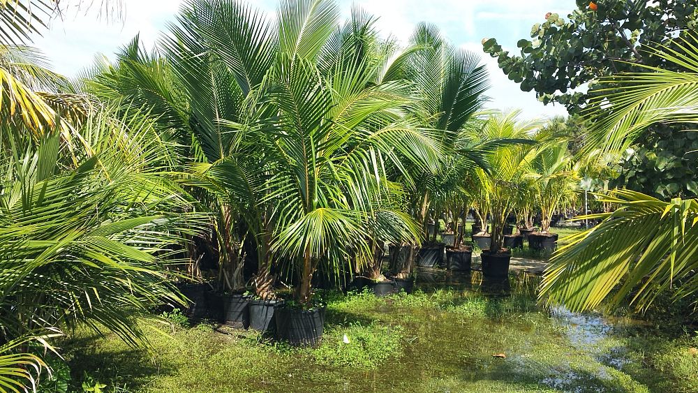 cocos-nucifera-coconut-palm