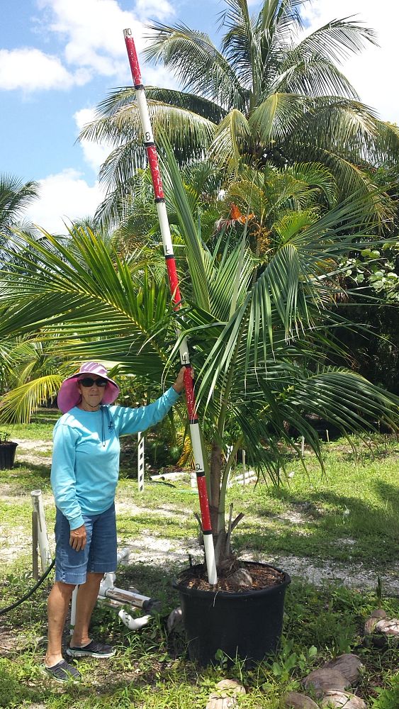 cocos-nucifera-coconut-palm